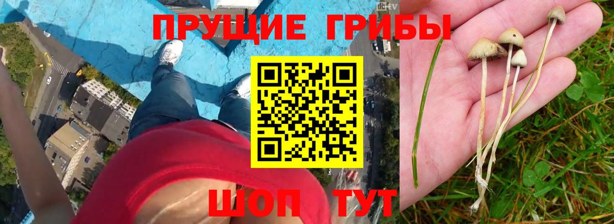 Галлюциногенные грибы Psilocybine cubensis Новотроицк